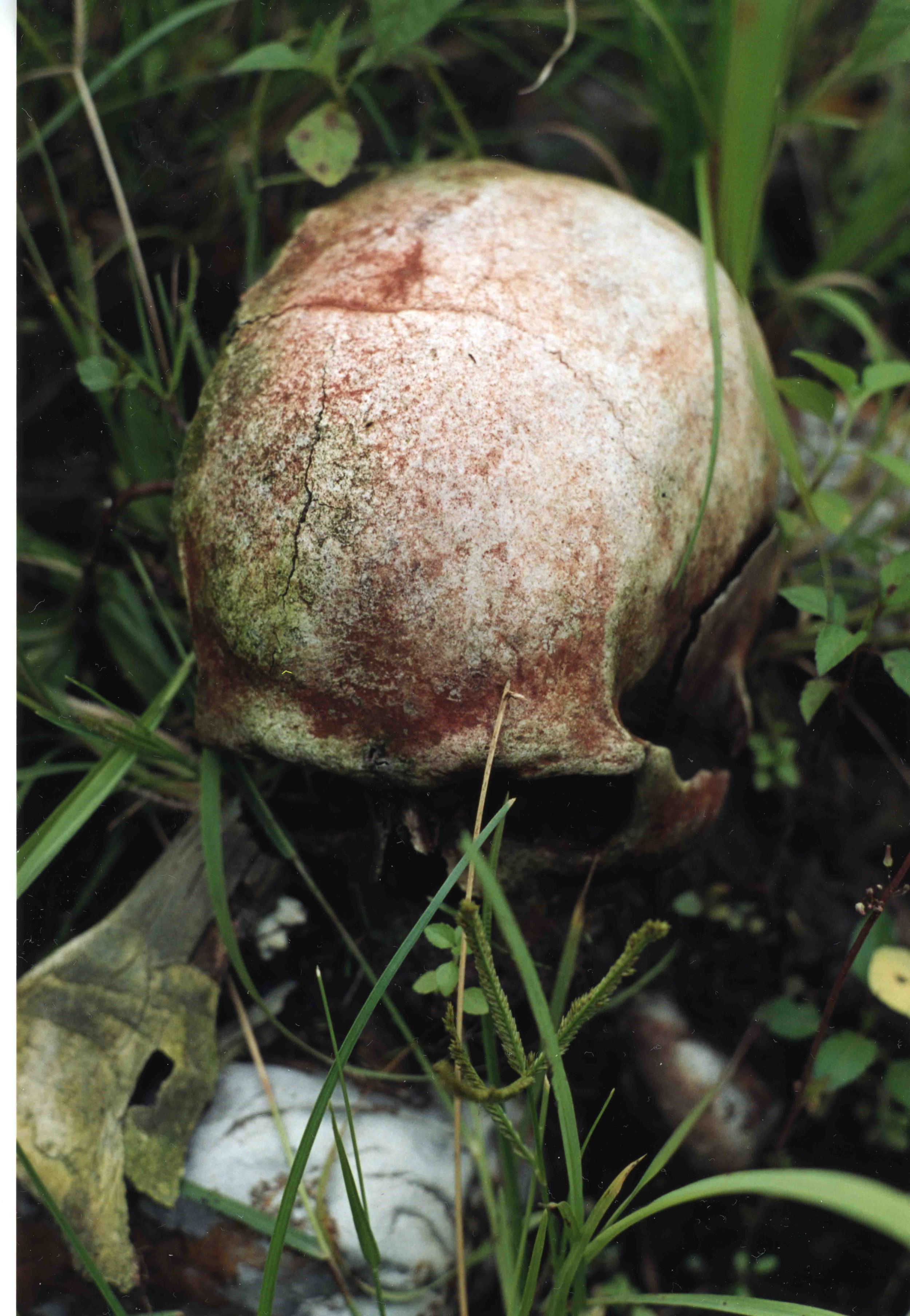 Telefolip-2002-C15-11